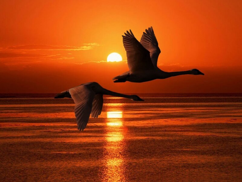 Swans flying at sunset