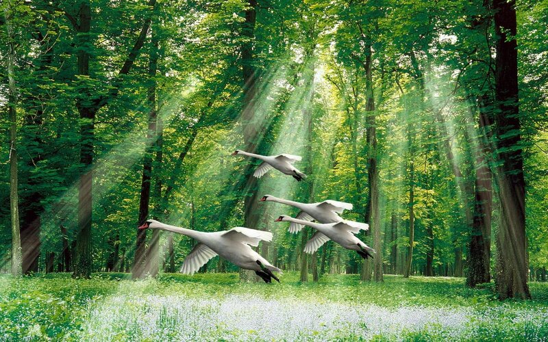Swans Flying in Forest — Green, Serene