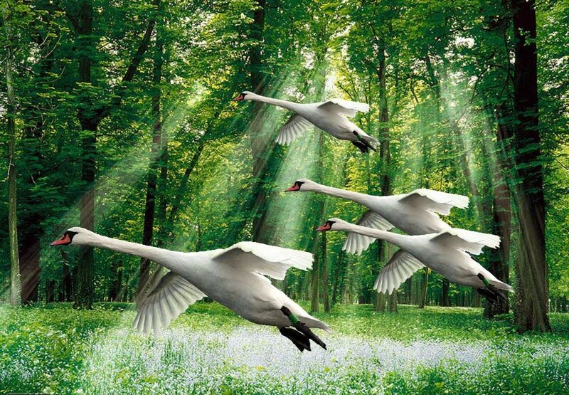 Swans Flying in Forest — Green