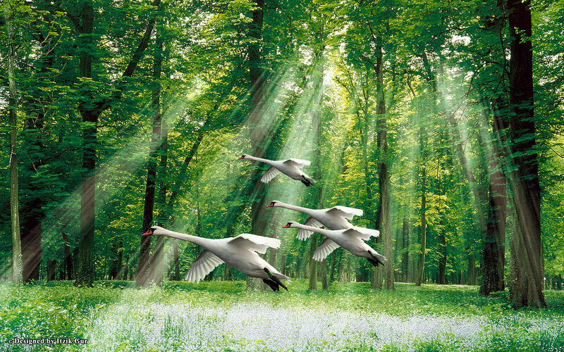 Swans Flying in Forest