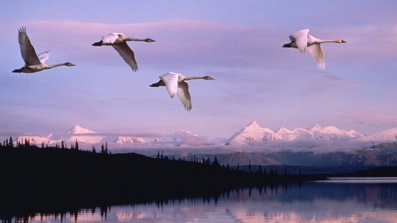 swans flying over a lake