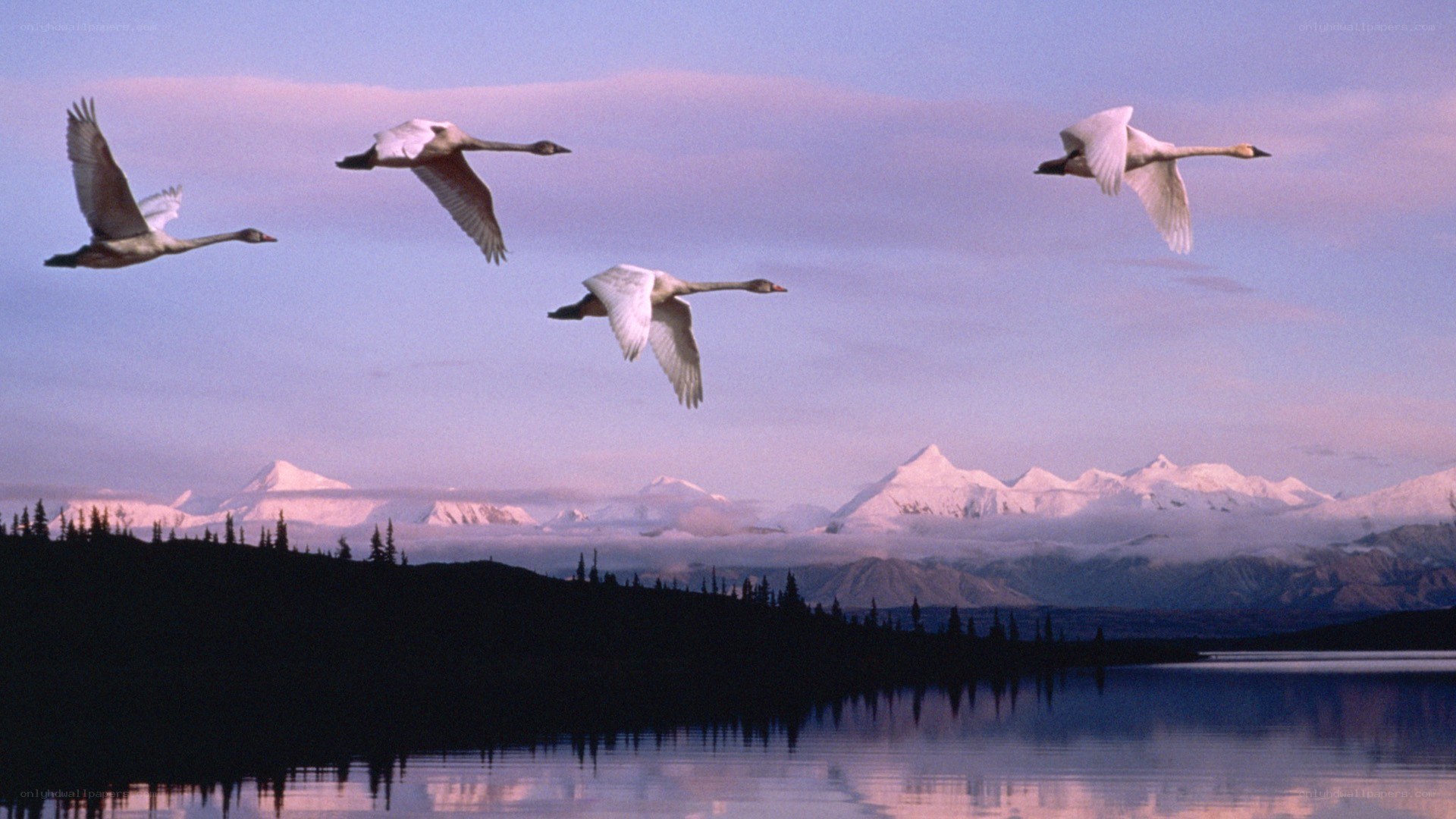 swans flying over a lake