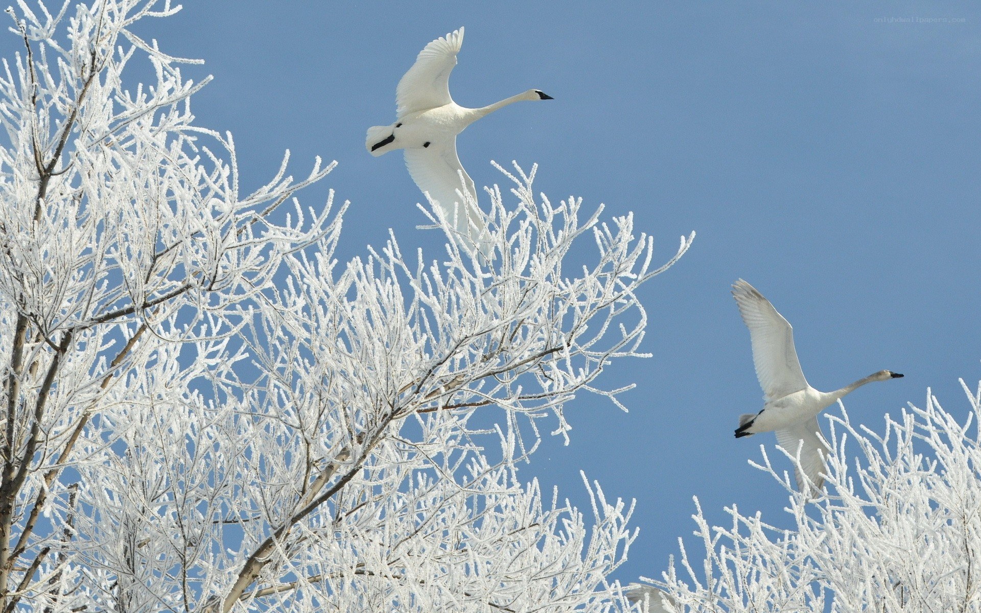 Swans flying over frosty trees