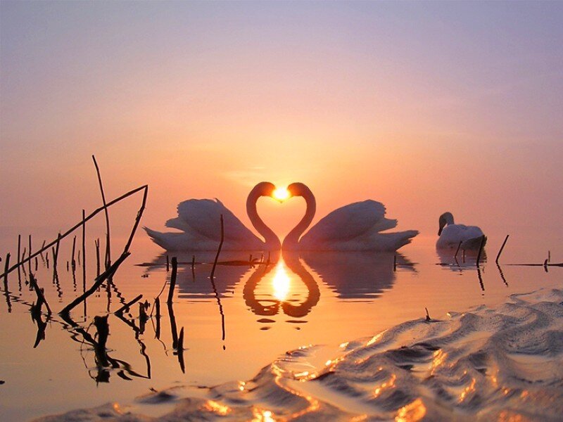 Swans forming a heart at sunset