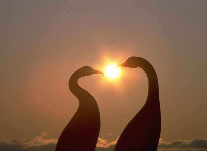 Swans forming a heart at sunset