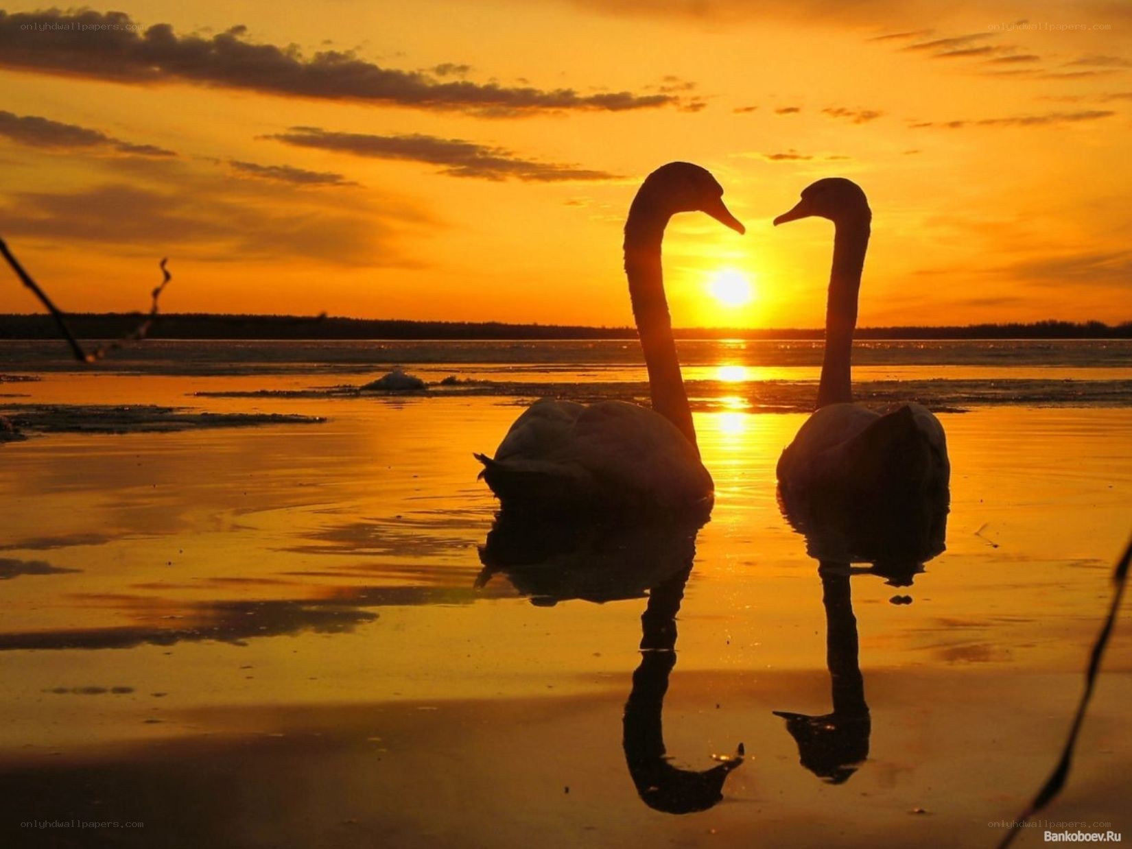 Swans forming a heart at sunset
