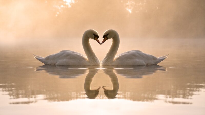 Swans forming a heart shape