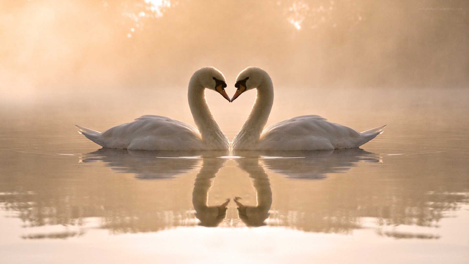 Swans forming a heart shape