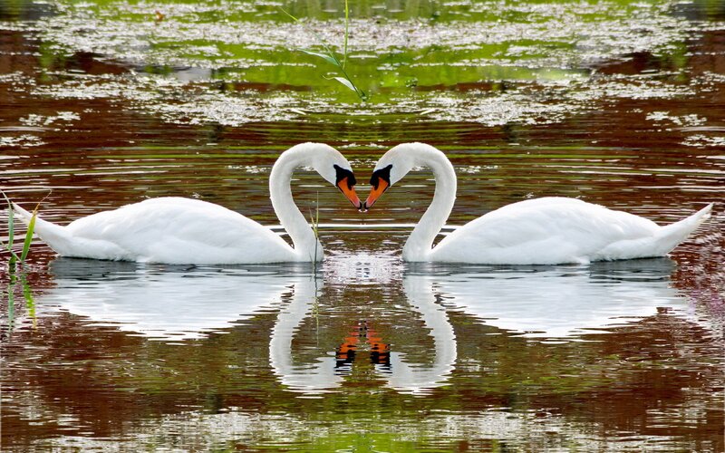 Swans forming a heart shape