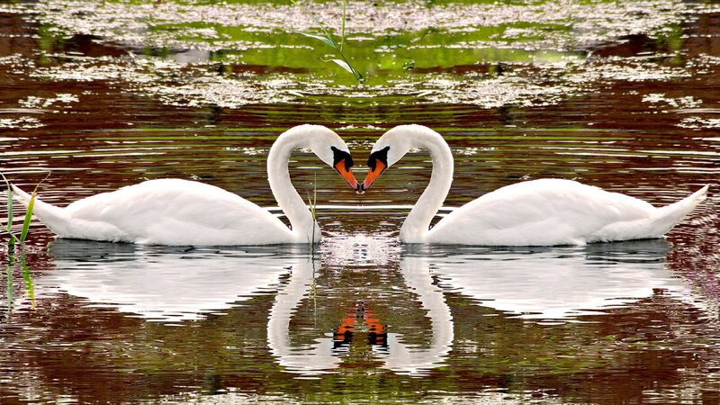 Swans forming a heart shape