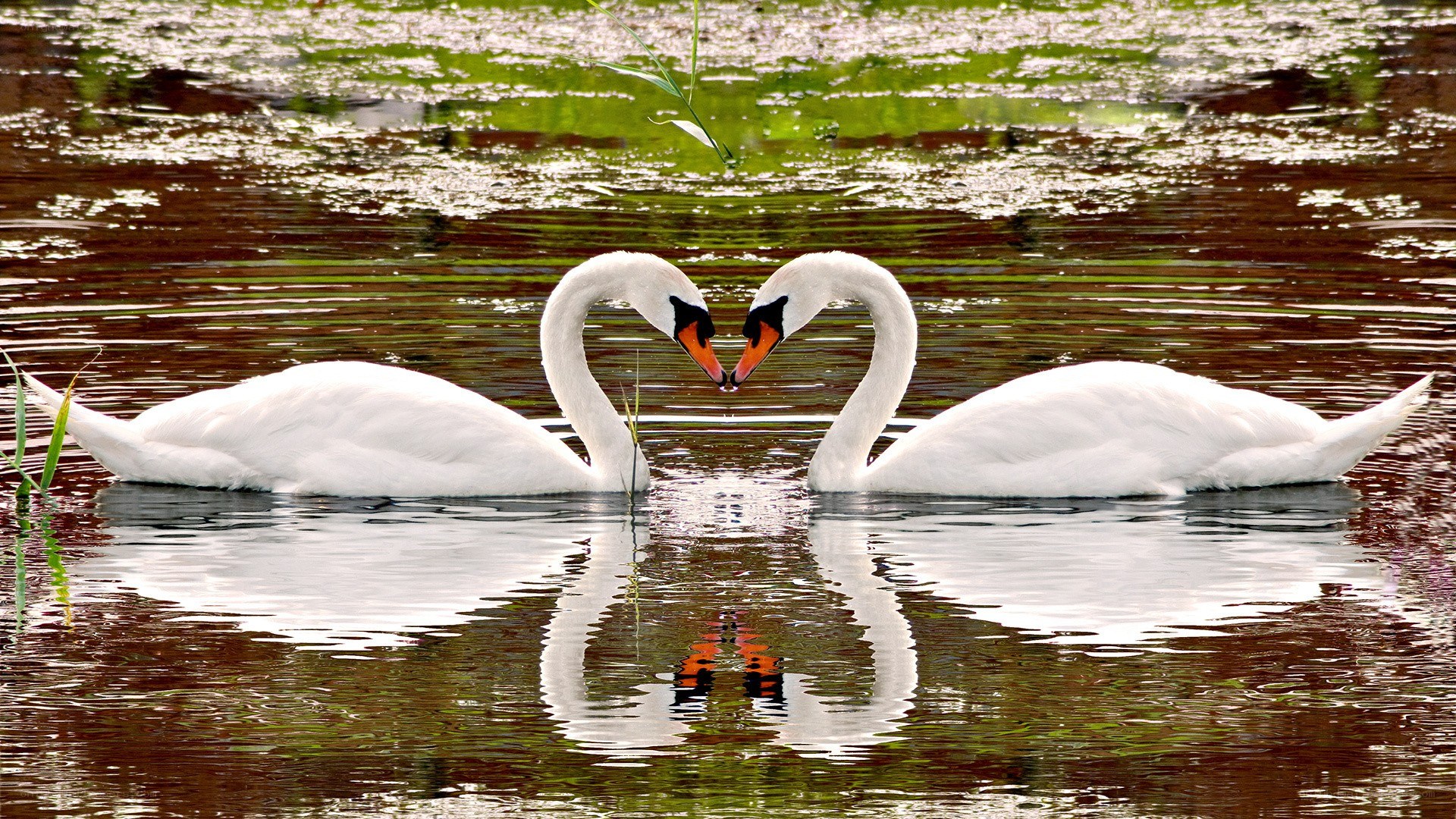 Swans forming a heart shape