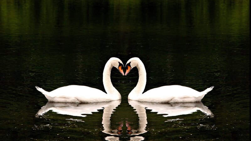 Swans forming a heart shape