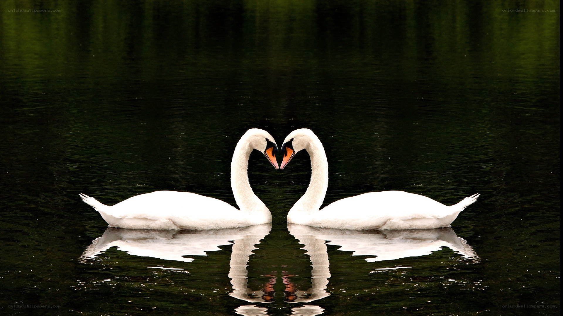 Swans forming a heart shape