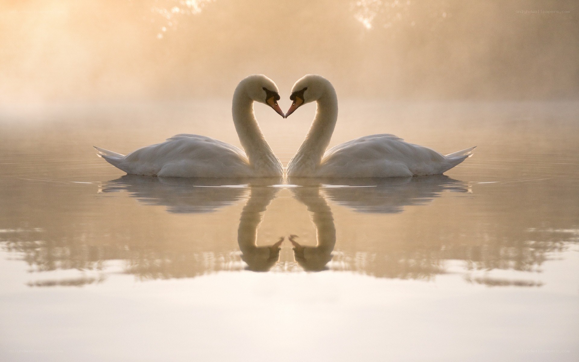 Swans forming a heart shape