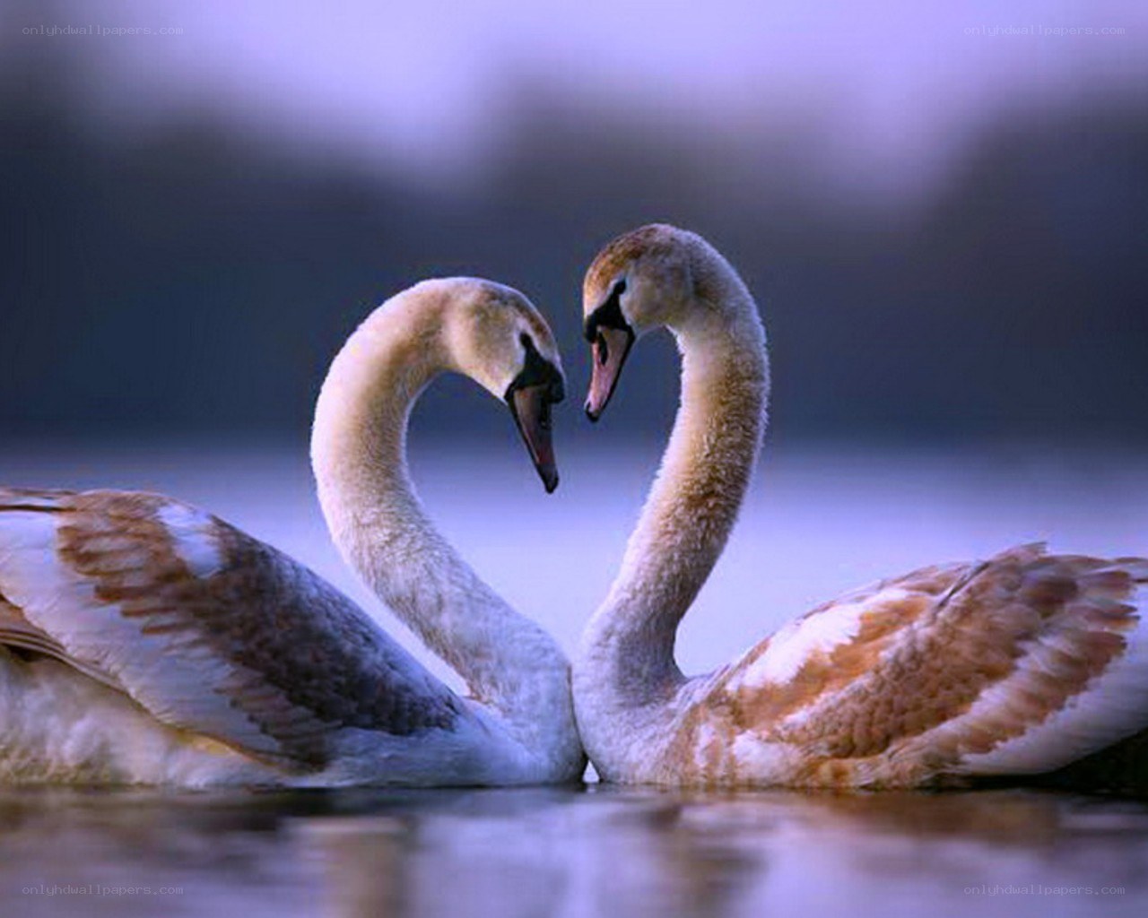 Swans forming a heart shape