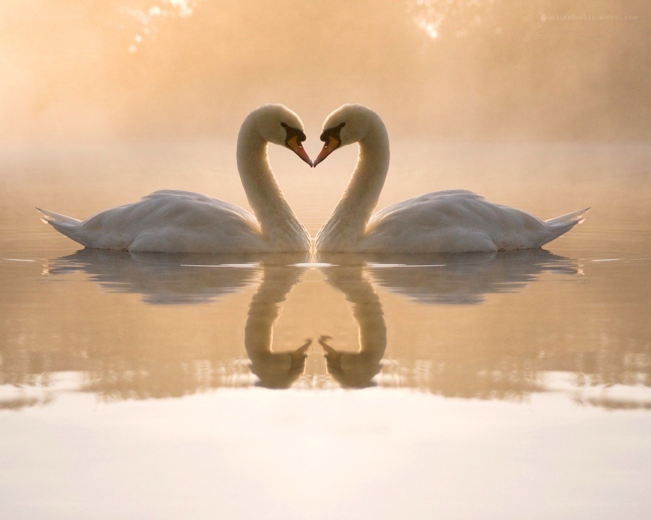 Swans forming a heart shape