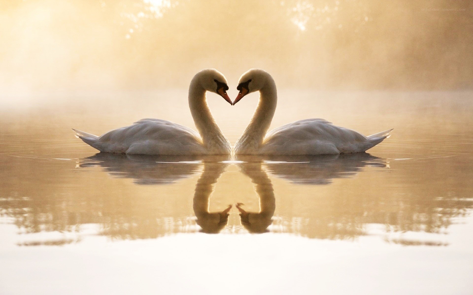 Swans forming a heart shape