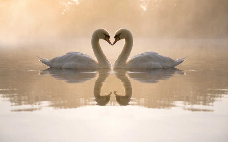 Swans forming a heart shape