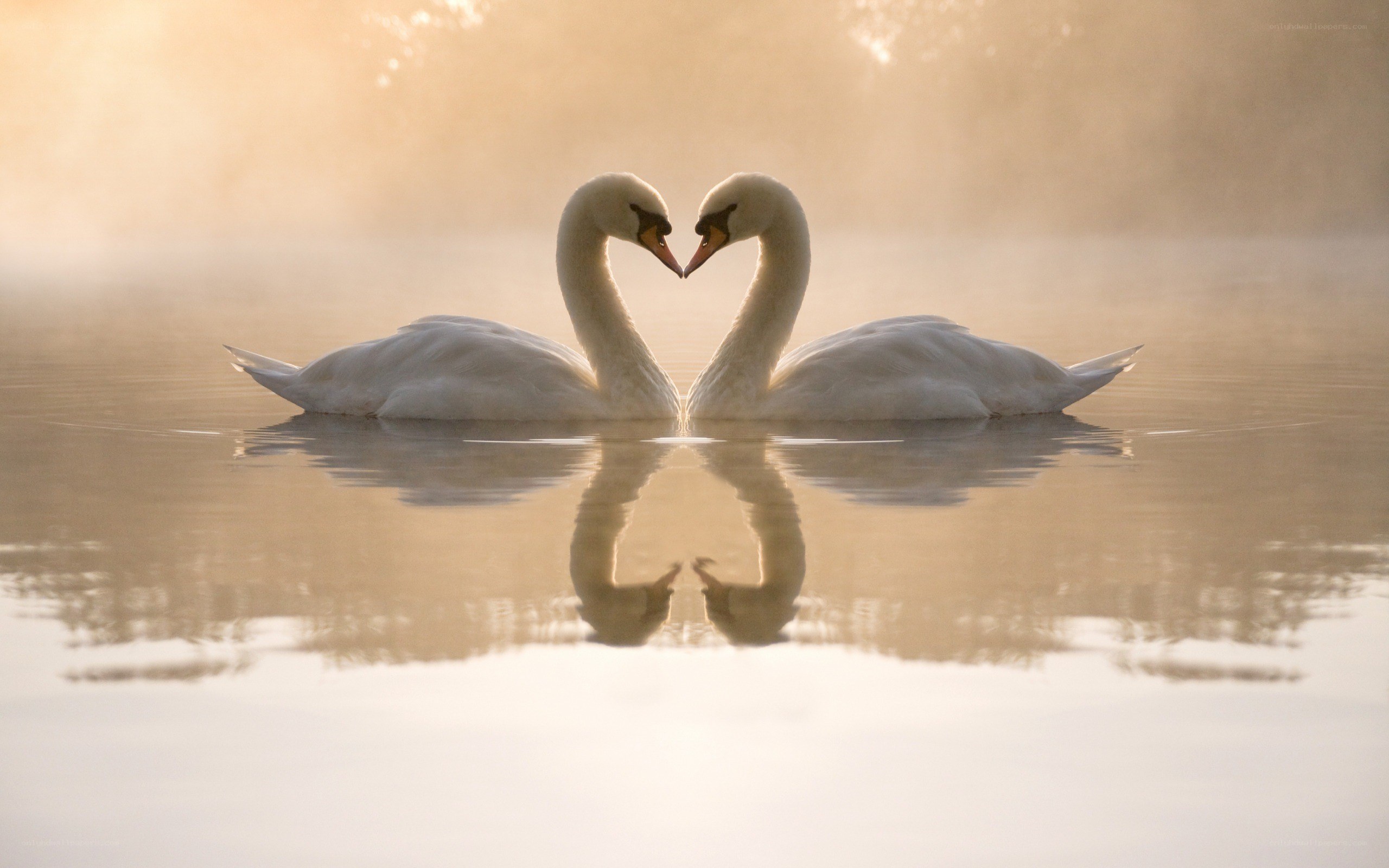 Swans forming a heart shape