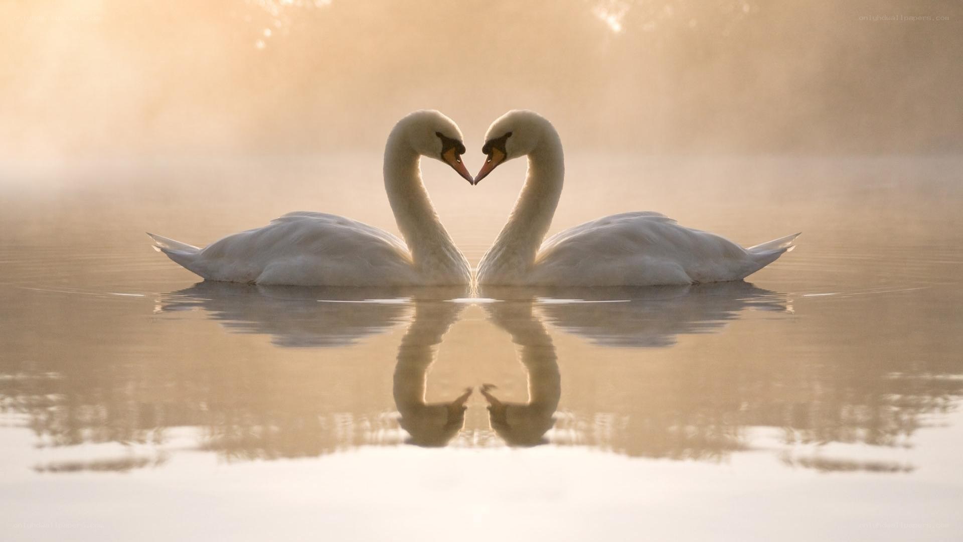 Swans forming a heart shape
