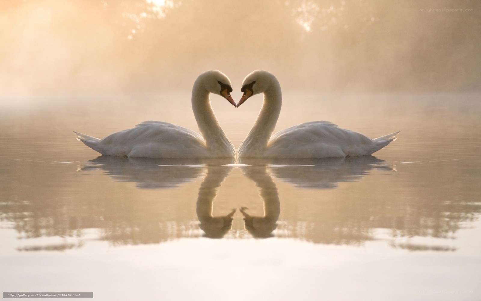 Swans forming a heart shape