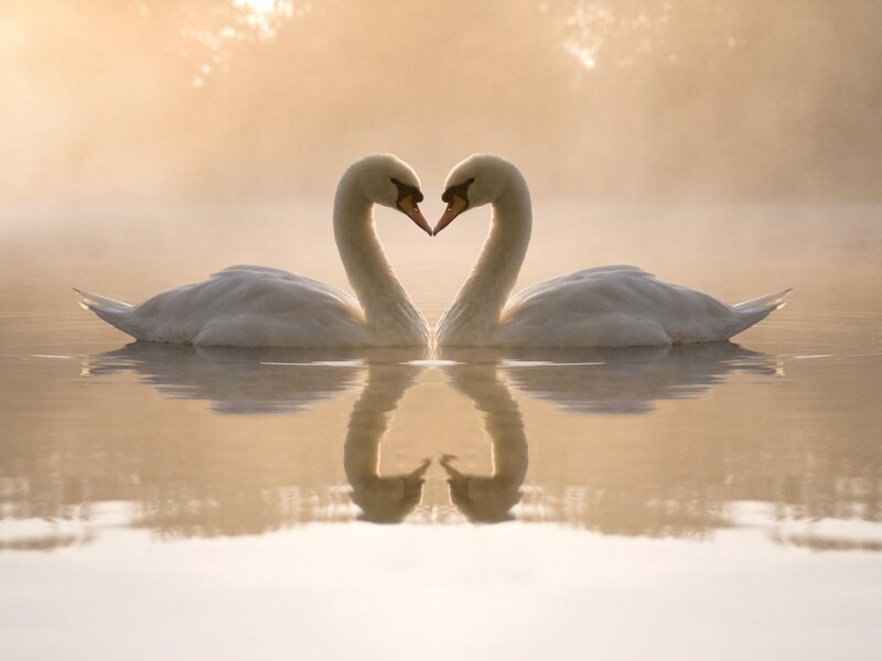 Swans forming a heart shape