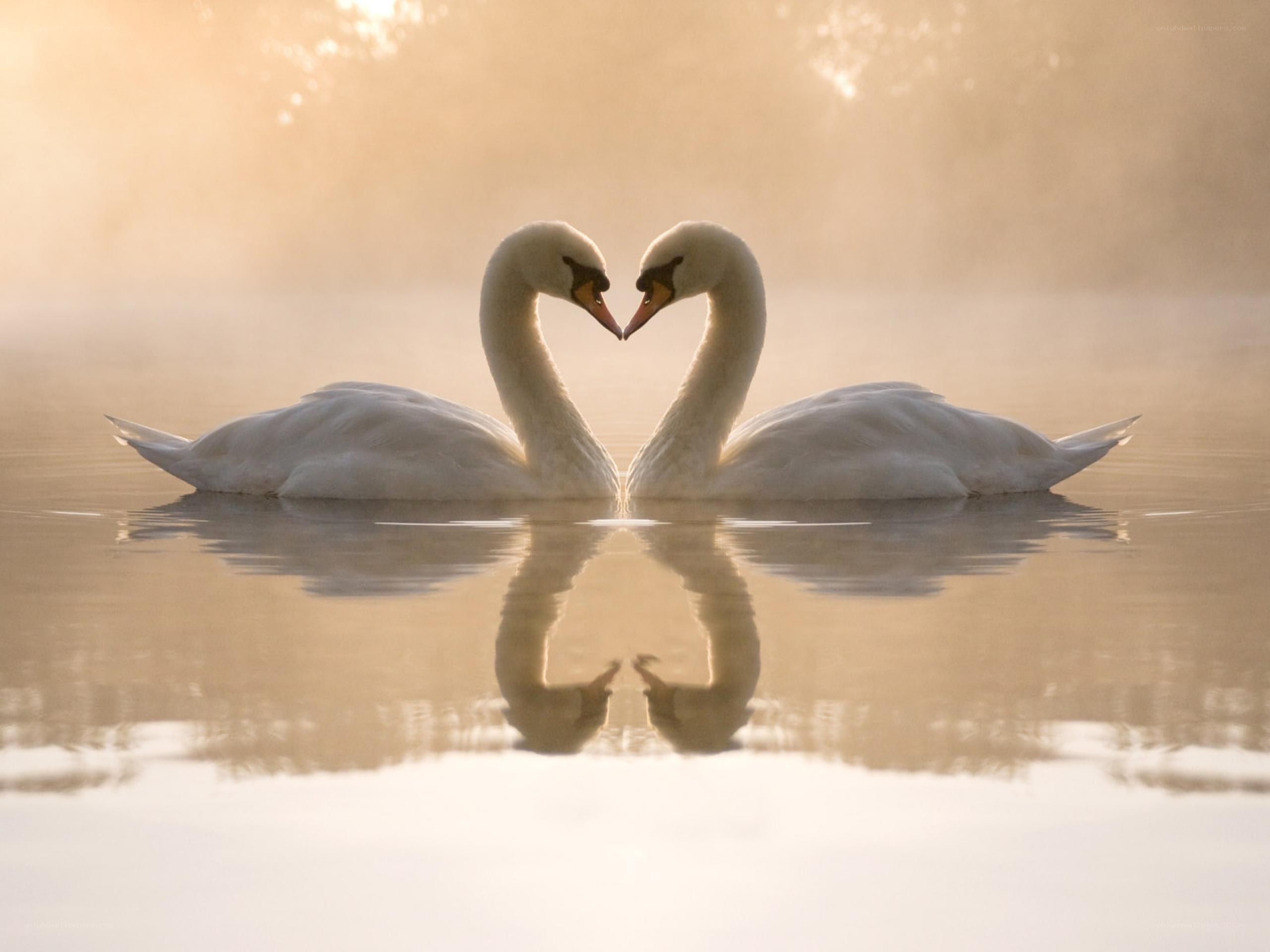 Swans forming a heart shape