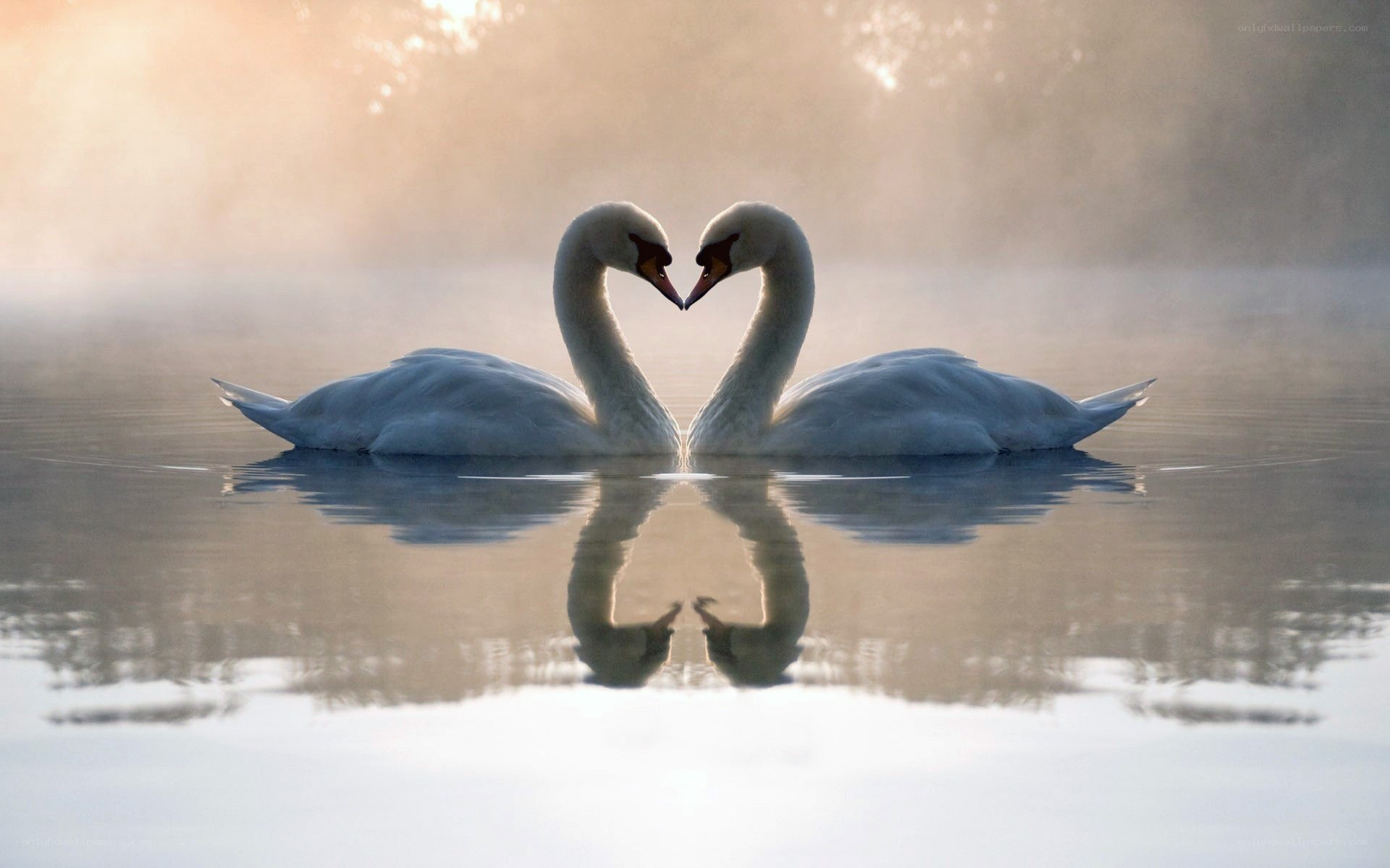 Swans forming a heart shape