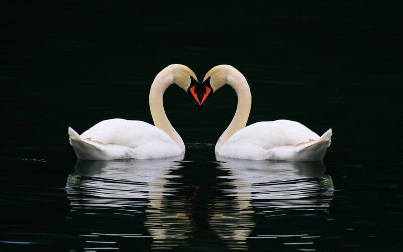 Swans forming a heart shape