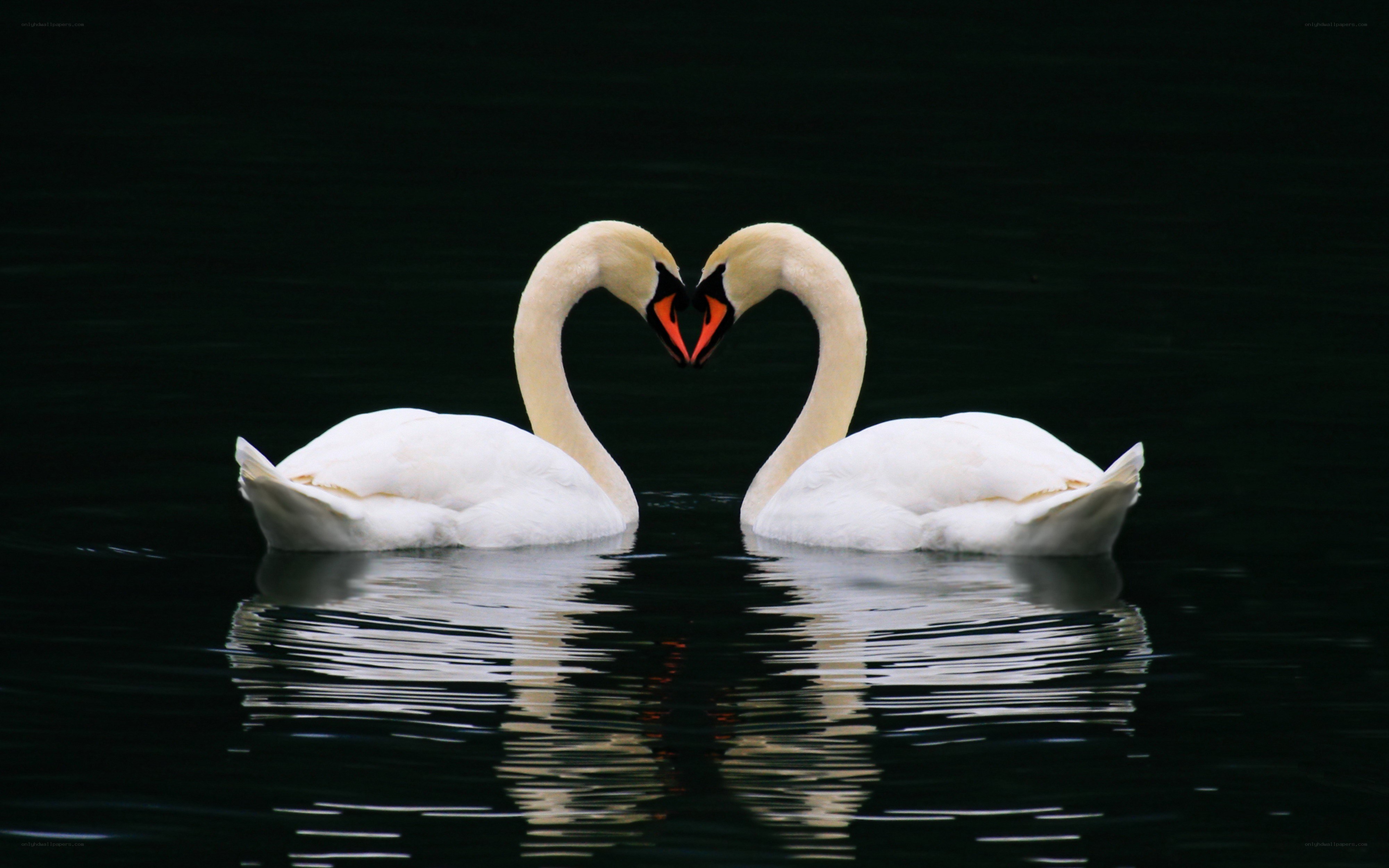 Swans forming a heart shape