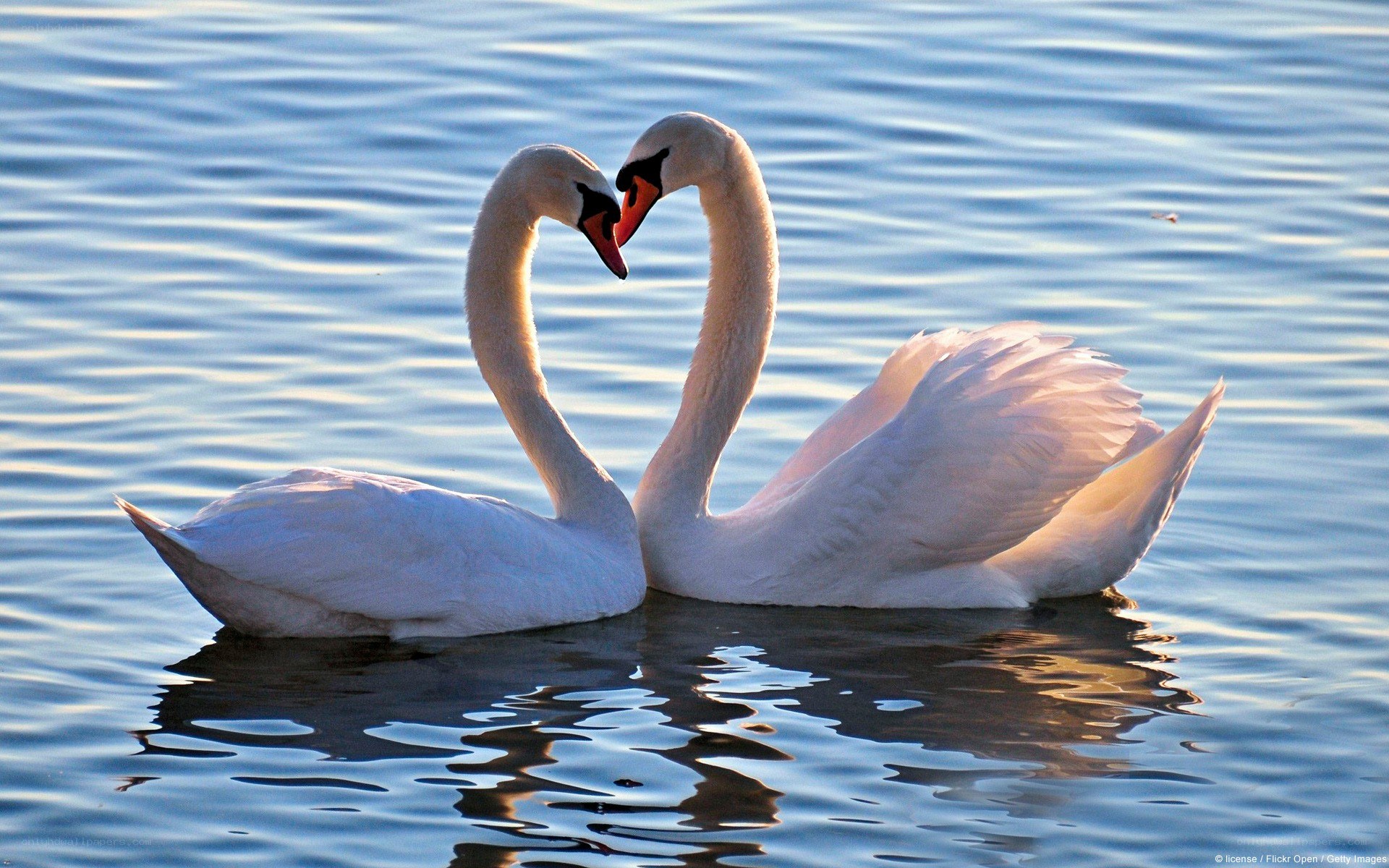 Swans forming a heart shape