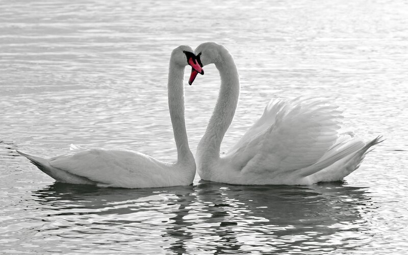 Swans forming a heart shape