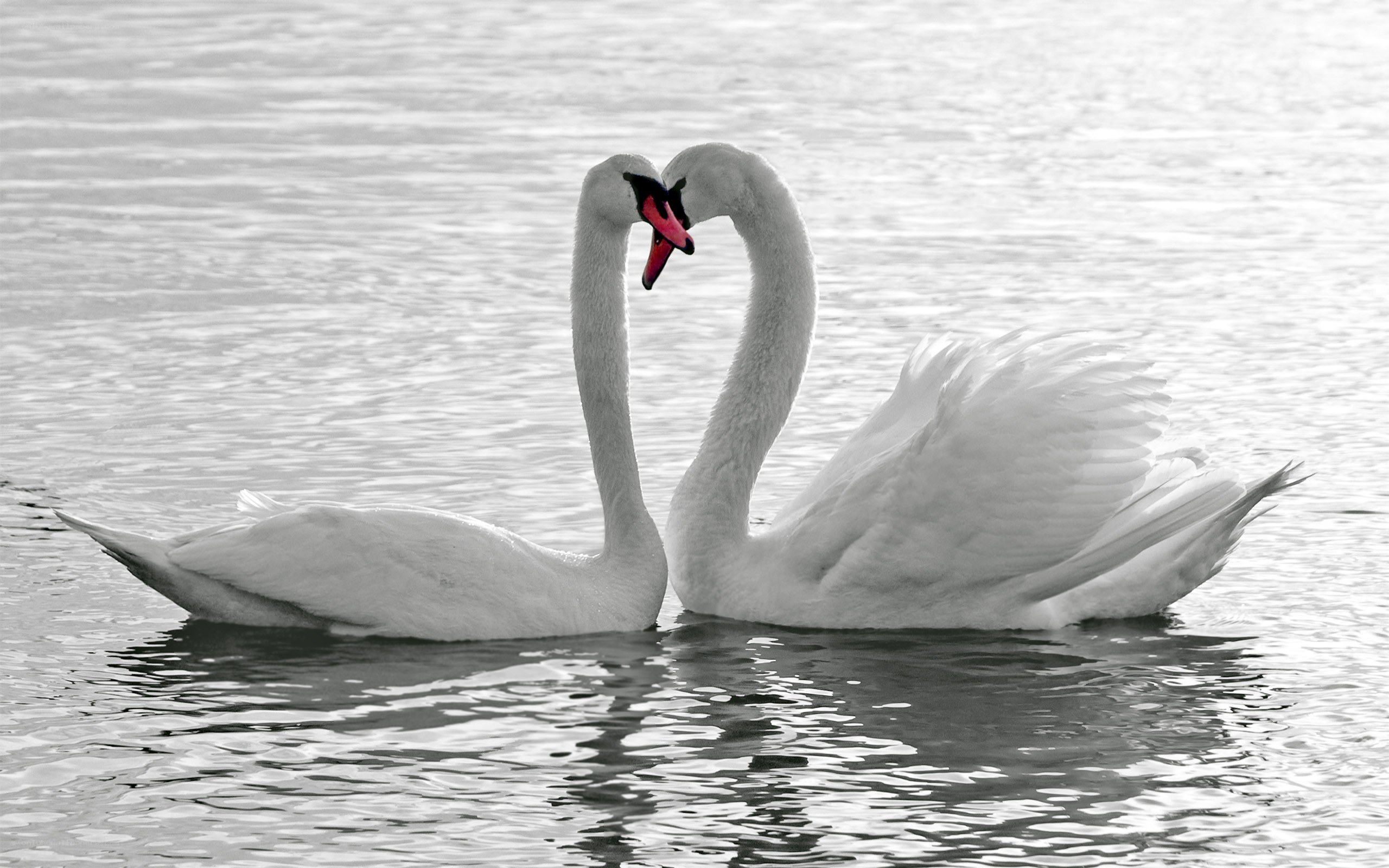 Swans forming a heart shape