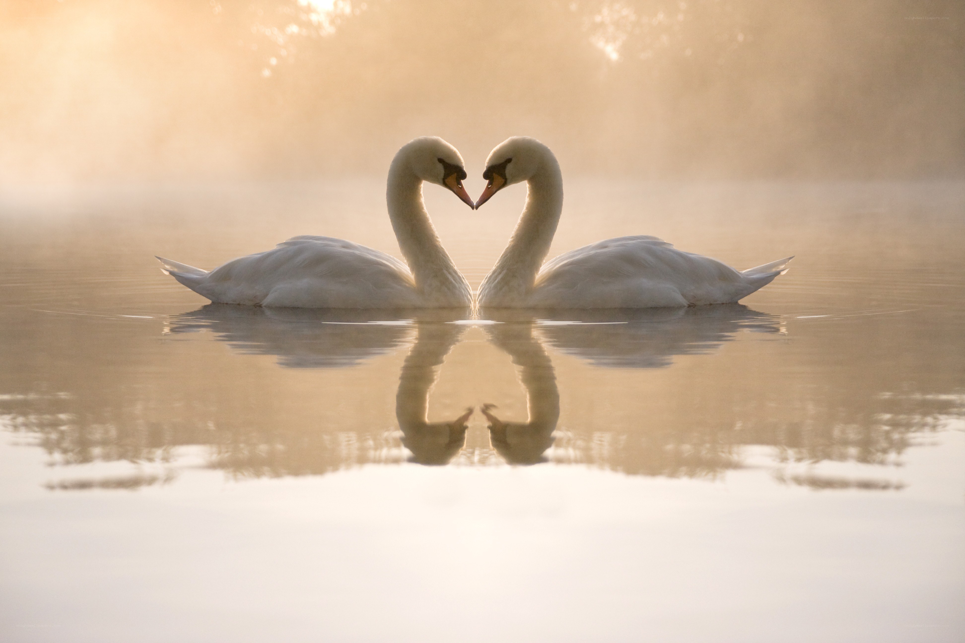 Swans forming a heart shape