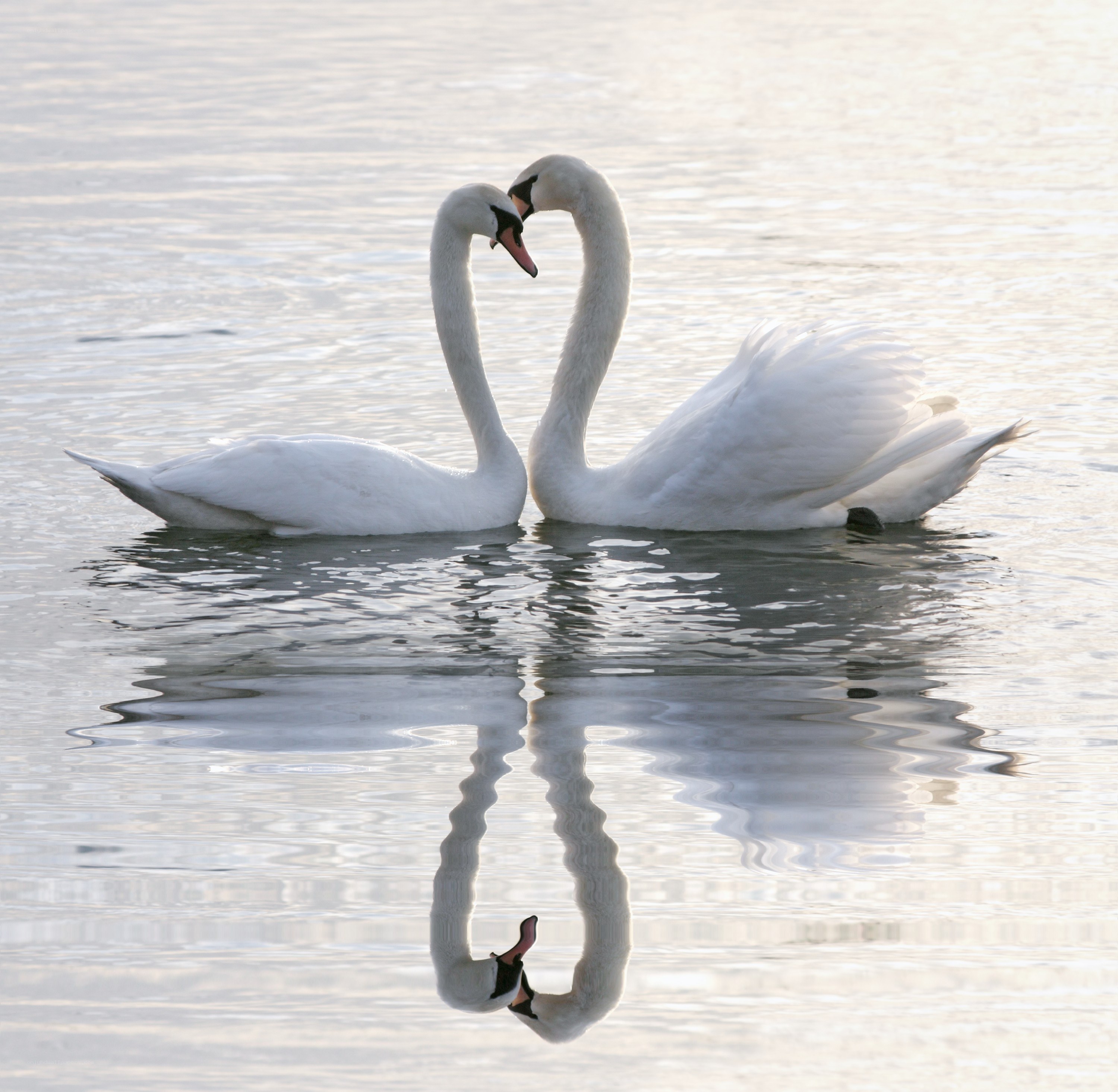 Swans forming a heart shape