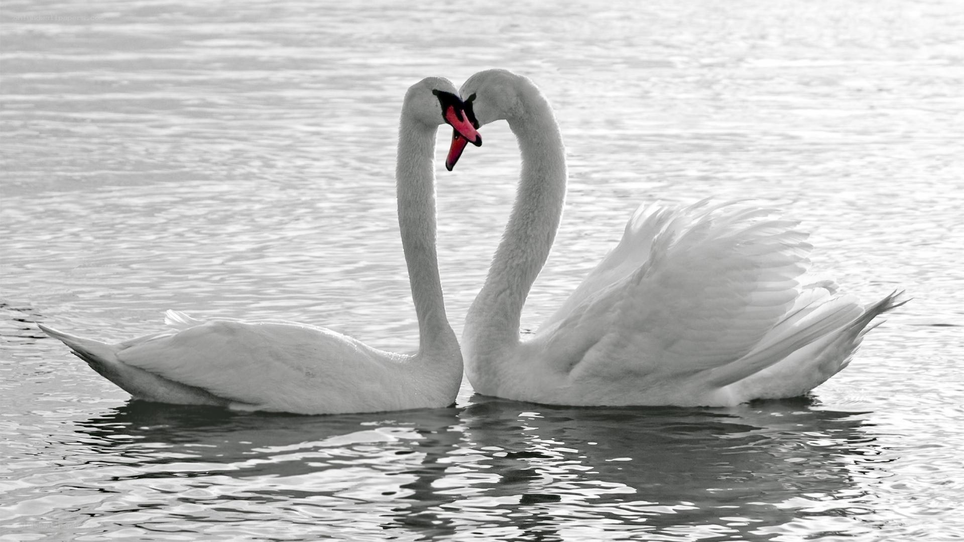 Swans forming a heart shape