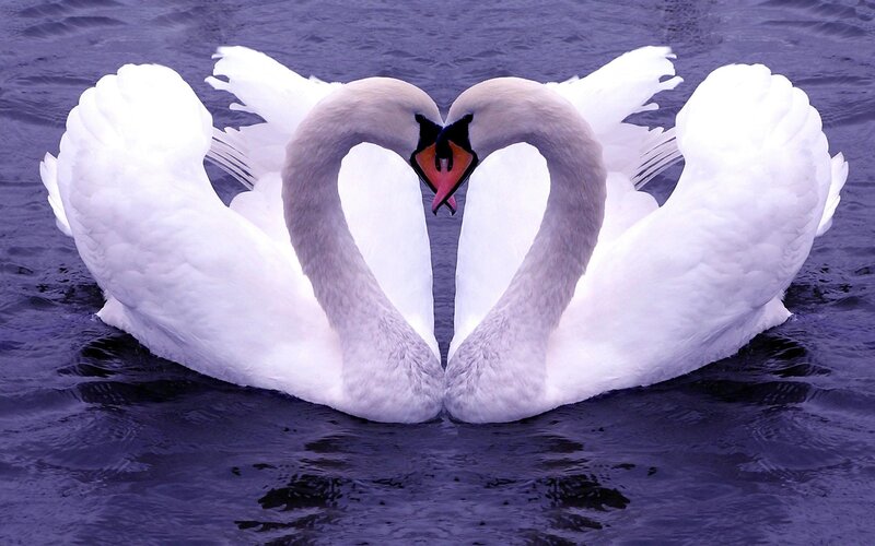Swans forming a heart shape