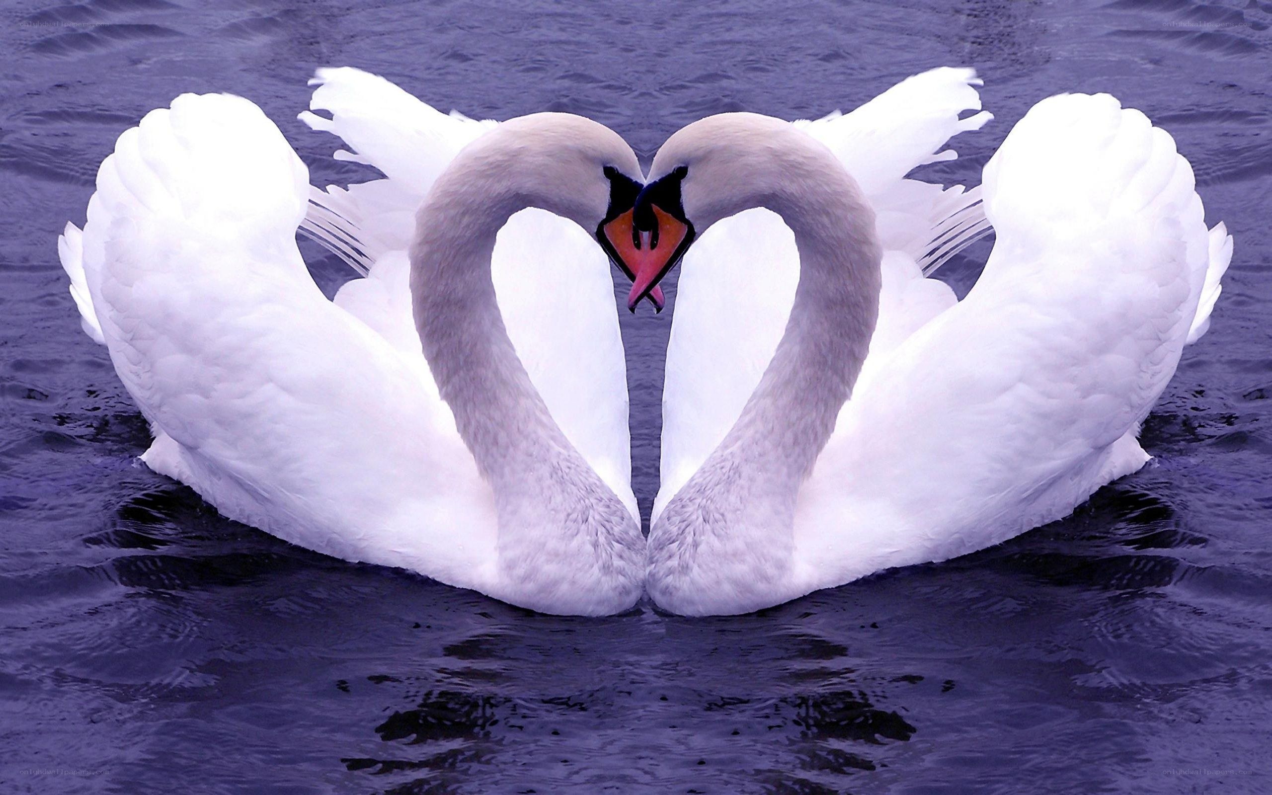 Swans forming a heart shape