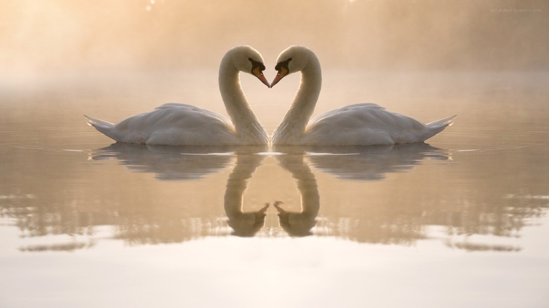 Swans forming a heart shape