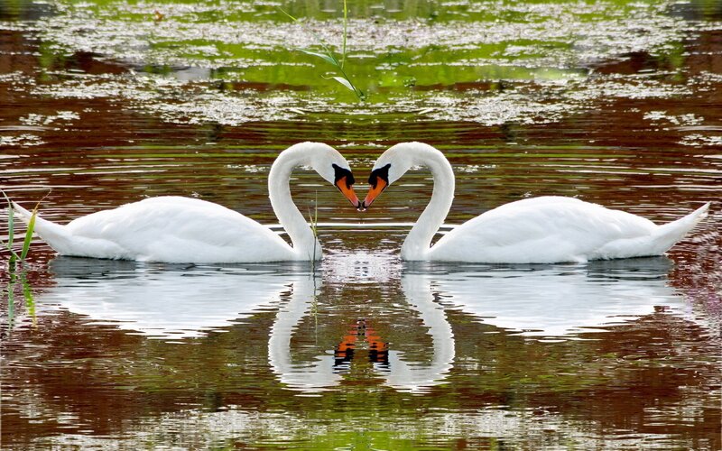 Swans forming a heart shape