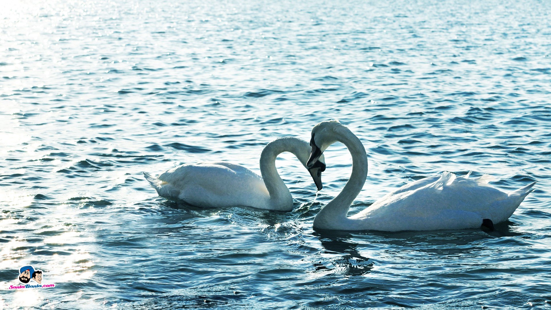 Swans forming a heart shape