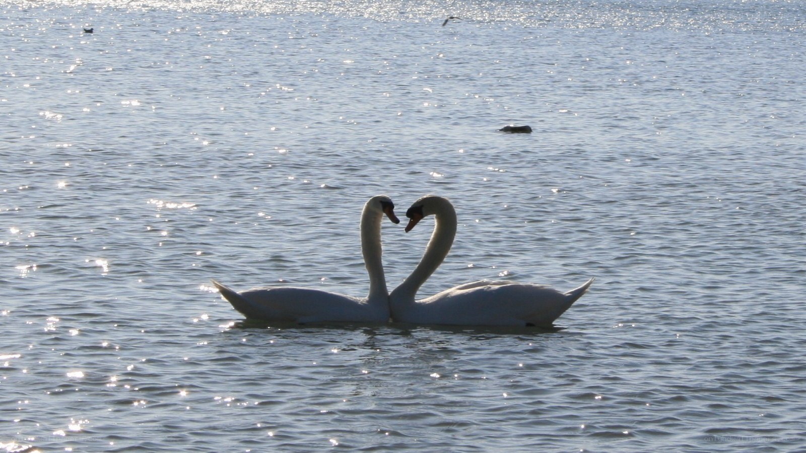 Swans forming a heart shape