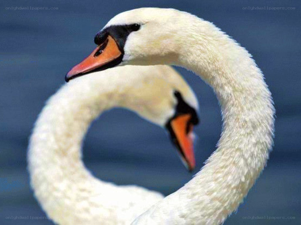 Swans forming a heart shape