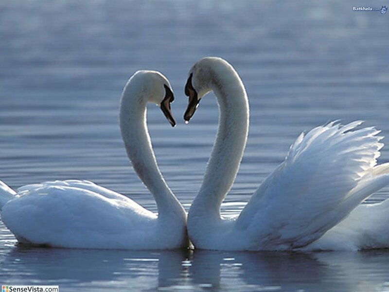 Swans forming a heart shape