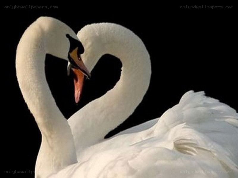Swans forming a heart shape