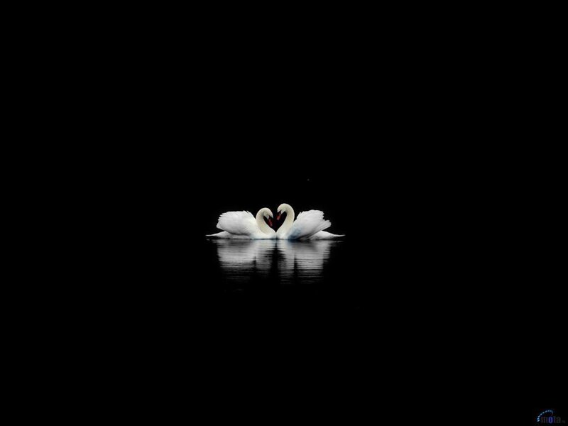 Swans forming a heart shape