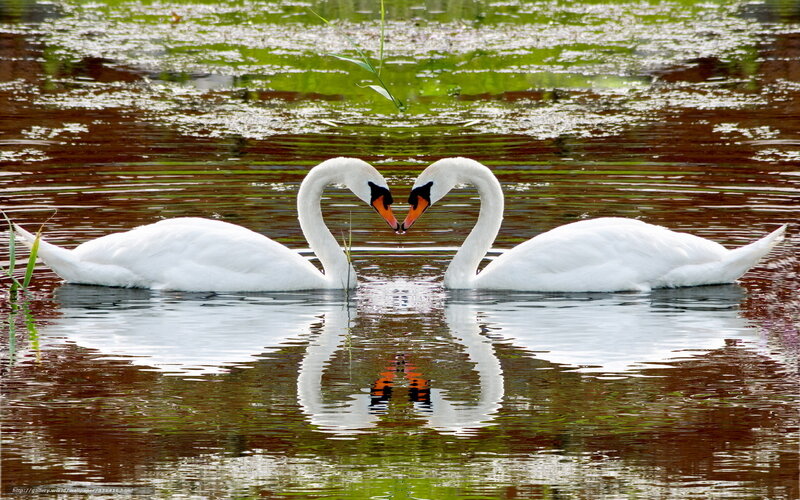 Swans forming a heart shape
