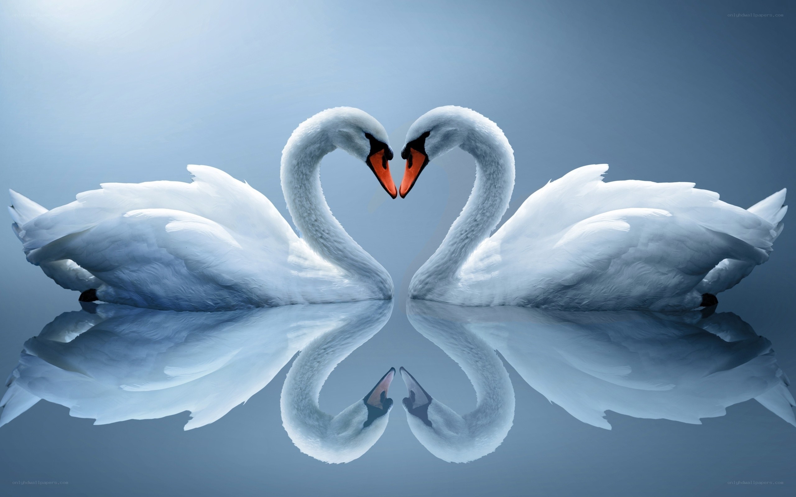 Swans forming a heart shape