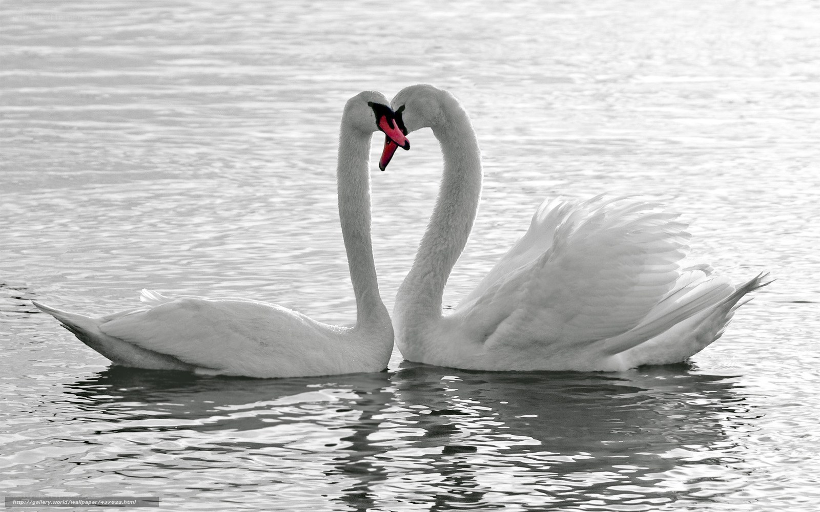 Swans forming a heart shape