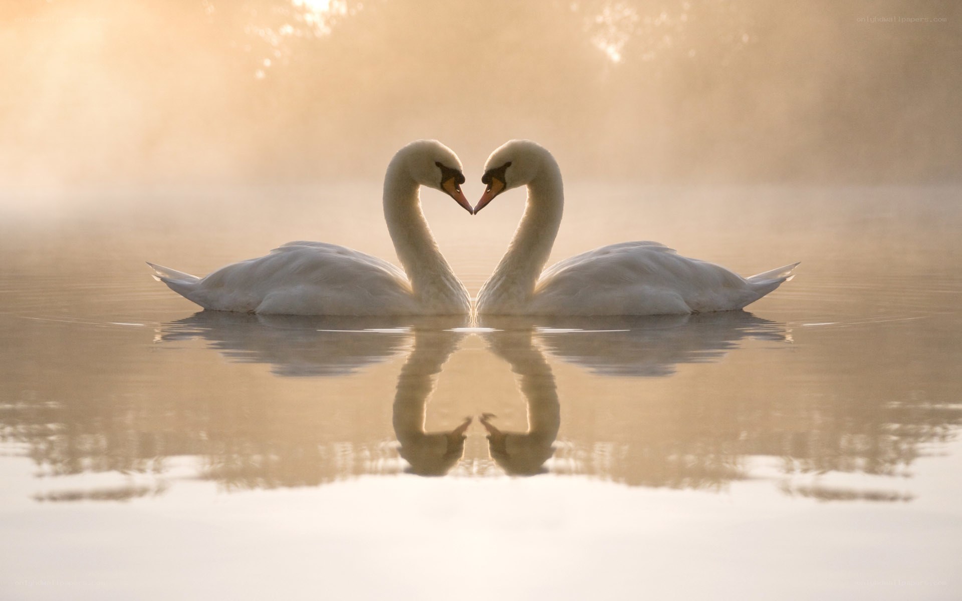 Swans forming a heart shape